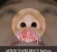 비절개코성형 …